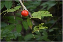 Trichosanthes tricuspidata